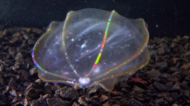  Combine jelly digesting caught comb jelly Mnemiopsis, comb plates glistening in the light