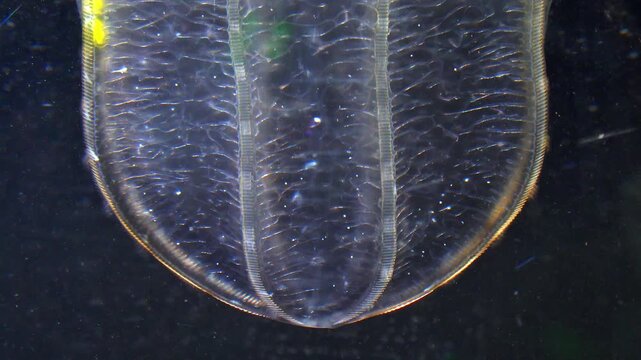 jellyfish Beroe ovata, comb plates reflect light and shine in different colors