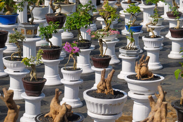 A row of bonsai with beautiful shapes. Hobby of planting and caring for bonsai. Bougainvillea bonsai and bonsai stems have no leaves yet
