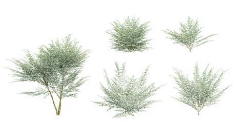 Set of Variegated privet plants, isolated on transparent background. 3D render