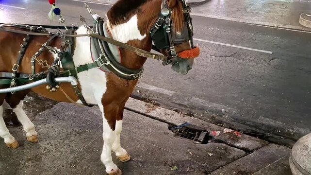 Traditional horse-drawn transportation with a saddle on the horse waiting for passengers at night. Used for traveling around the Malioboro area, Jogja, Indonesia. 