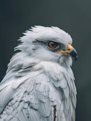 Fototapeta premium Close-up of a White Falcon on Dark Background