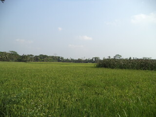 Rice Field