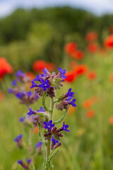 flowers in the meadow