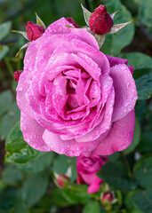 pink rose with water drops