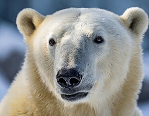 Portrait of a polar bear close-up.