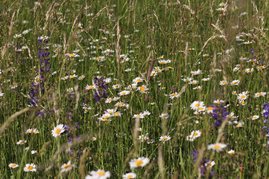 Bl&uuml;hende Wiese