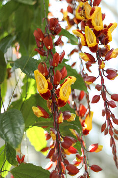 Thunbergia mysorensis