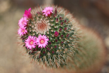 Kaktus blühend, mammillaria zeilmanniana