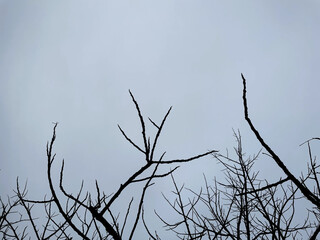 A skeletal tree reaches towards an overcast sky, its bare branches creating a haunting silhouette against the muted gray clouds.