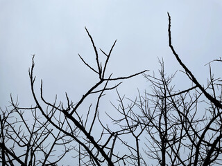 A skeletal tree reaches towards an overcast sky, its bare branches creating a haunting silhouette against the muted gray clouds.