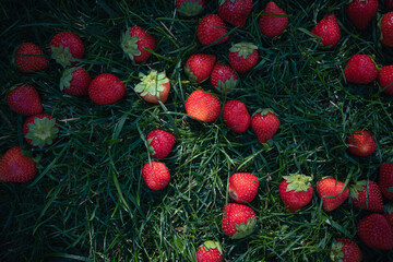 Fresh red strawberries in green grass