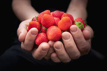 Fruits of summer: fresh red strawberries in hands
