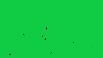 Flock of flying birds on a green screen background Flock of Birds Flying  sea birds Albatrosses
Birds kite flying on sky 
