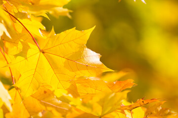 Bright maple leaves on a sunny autumn day

