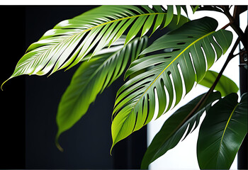 banner tropical leaves isolated white background
