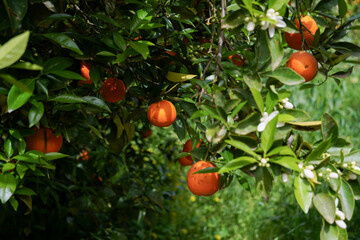 orange on tree