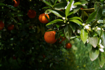 orange on tree