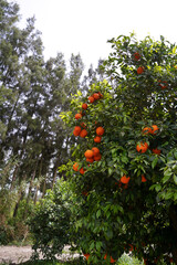 orange on tree