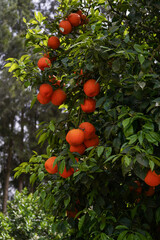orange on tree