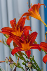 daylily or ditch lily (Hemerocallis)