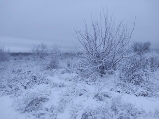 snow covered trees