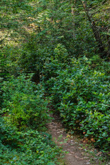 path in the forest