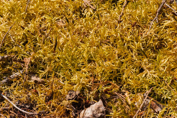 red-stemmed feathermoss (Pleurozium schreberi)