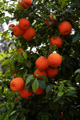 orange on tree
