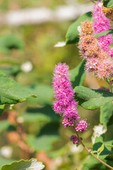 hardhack or rose spirea (Spiraea douglasii)