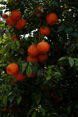 orange on tree
