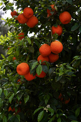 orange on tree