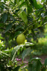 orange on tree