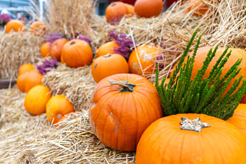 Rustic Autumn Pumpkin and Gourd Still Life with Hay Bales and Dried Plants for Fall Festivities