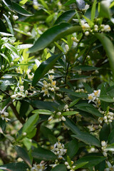 orange on tree
