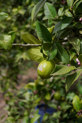 orange on tree
