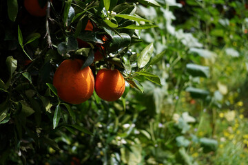orange on tree