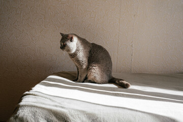 A lonely cat sits on the bed in the bedroom. Gray Scottish straight cat. A sad lonely cat is waiting for its owner.