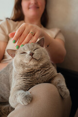 A beautiful woman strokes her pet's head. The contented cat purrs in the arms of its owner. Gray Scottish straight cat. The closeness between a person and a pet.