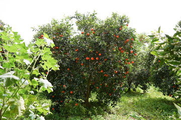 orange on tree