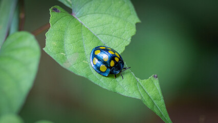 Ladybug in its natural environment.