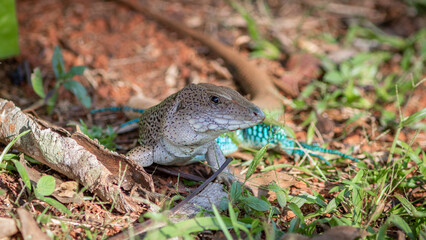 Lizards in their natural environment.