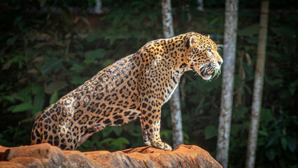 Jaguar in its natural environment.