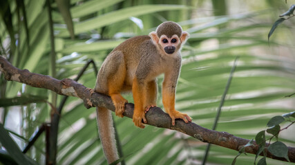 Monkey in its natural environment.