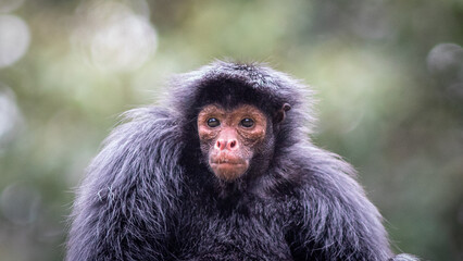 Monkey in its natural environment.