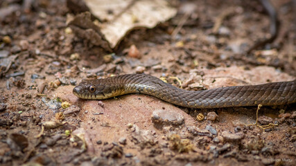 Fototapeta premium snake in its natural environment