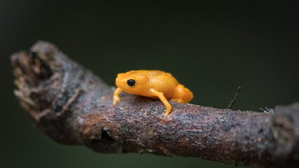 Frogs in their natural environment.