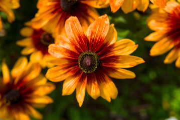 Fototapeta premium Vibrant orange and yellow flowers - Rudbeckia hirta aka black-eyed Susan - with green foliage in a garden setting.