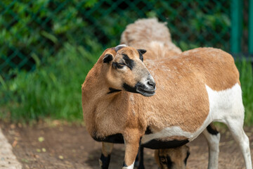 Obraz premium sheep and goat on the farm
