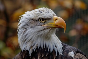 Obraz premium Animal Memorial Day. Patriotic Bald Eagle with American Flag on 4th of July